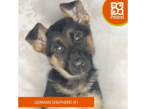 German Shepherd Dog – 8375
