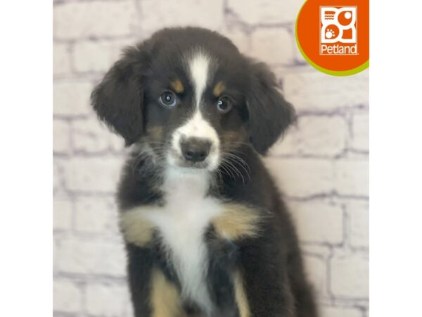 Miniature Australian Shepherd – 8360
