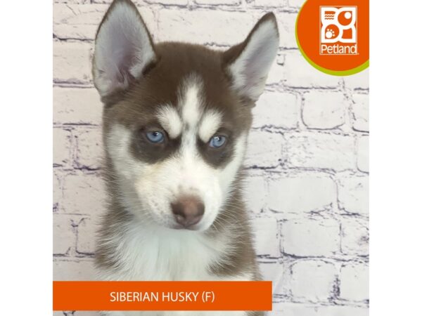 Siberian Husky – 8365