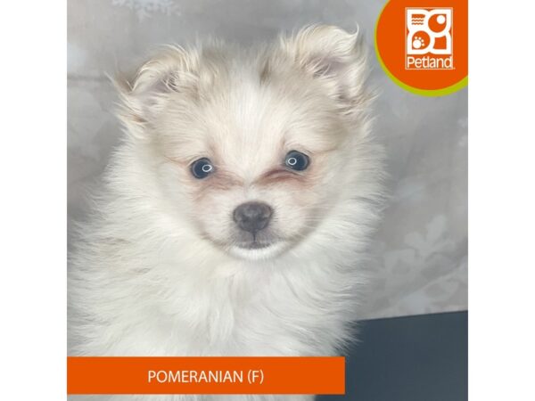 Pomeranian – 8384