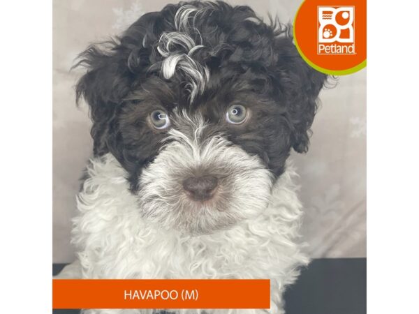 Havapoo – 8372