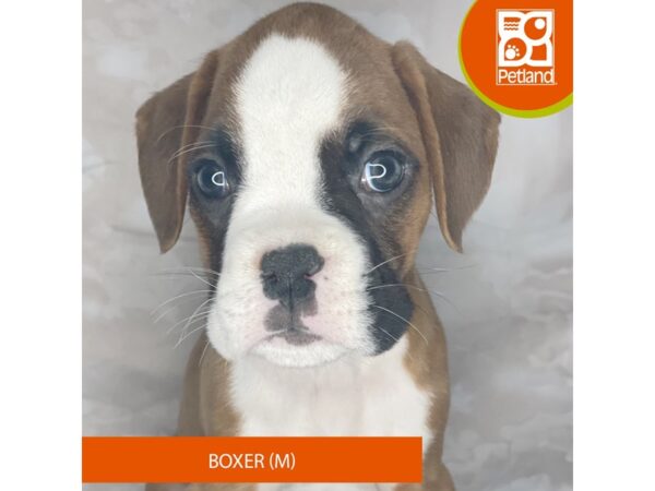 Boxer – 8373