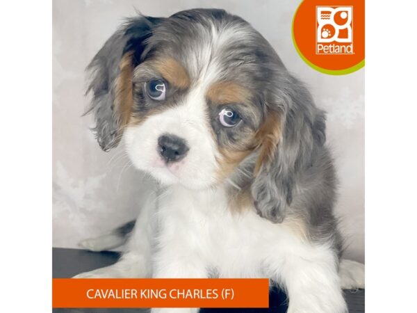 Cavalier King Charles Spaniel – 8394