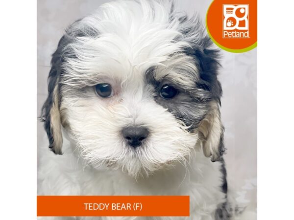 Teddy Bear – 8391