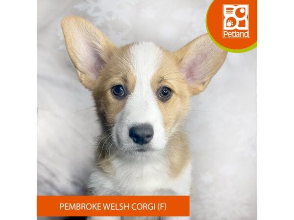 Pembroke Welsh Corgi – 8390