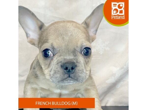 French Bulldog – 8403