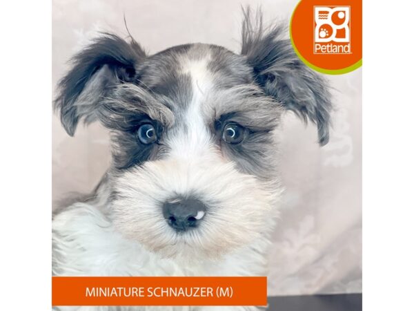 Miniature Schnauzer – 8398