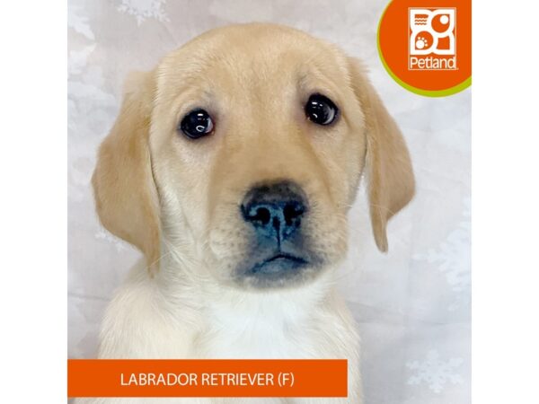 Labrador Retriever – 8396