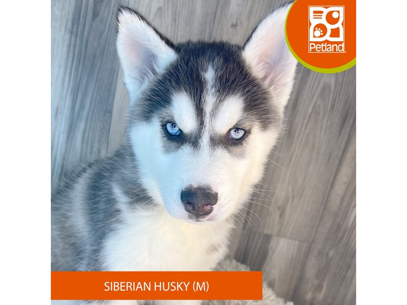 Dogs & Puppies for Sale Petland Ashland, Kentucky