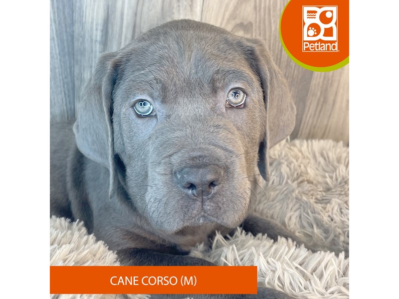 Cane Corso Puppies For Sale Petland Ashland, Kentucky