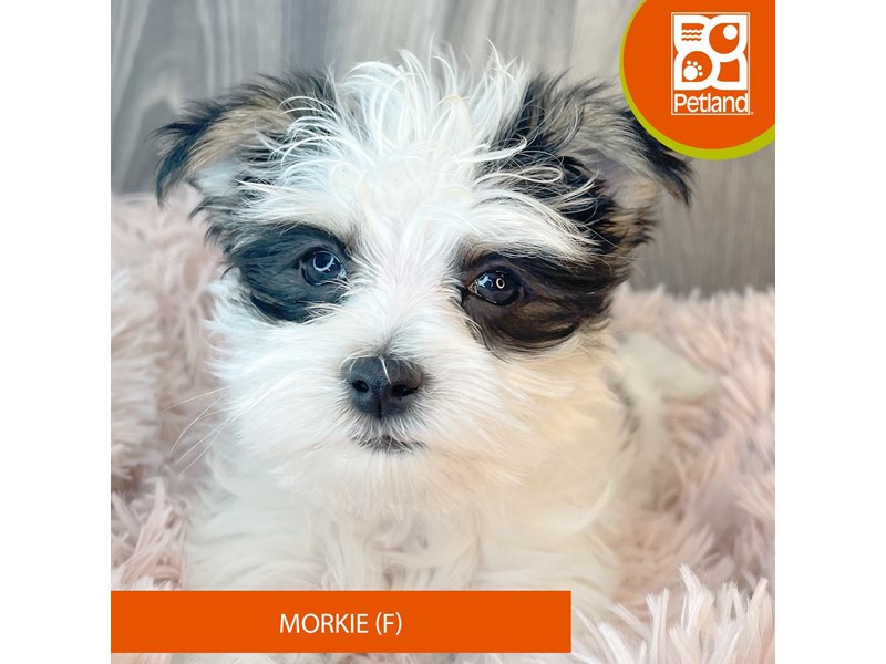 Morkie Puppies For Sale Petland Ashland, Kentucky