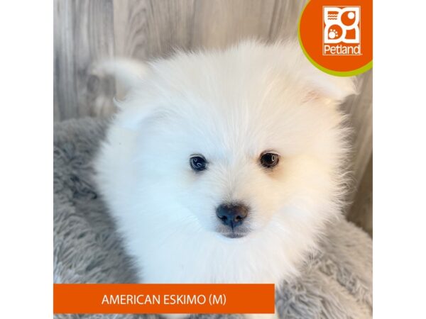Petland dogs deals