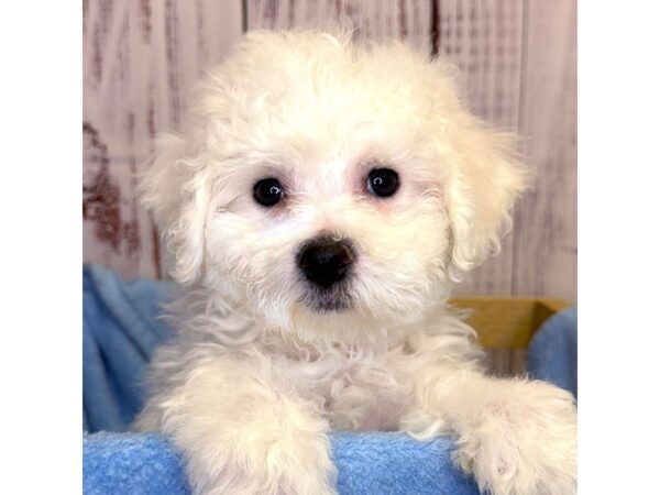 Bichon Frise – 9848