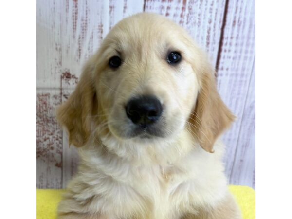 Golden Retriever – 9859