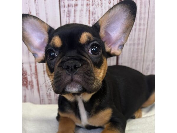 French Bulldog – 9852