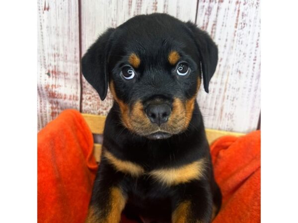 Rottweiler – 9871