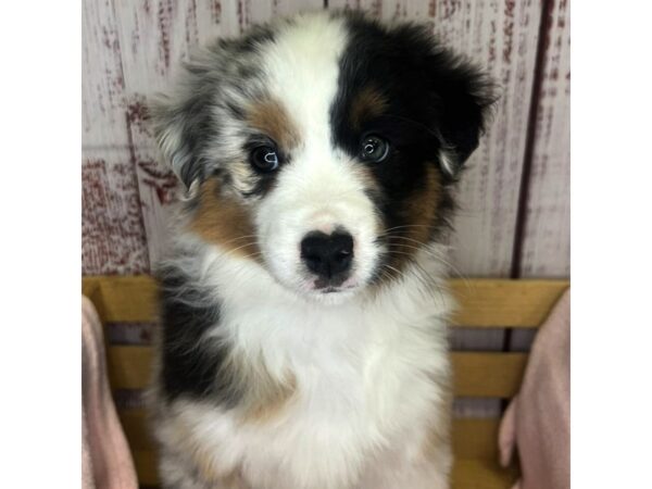Miniature American Shepherd – 9870