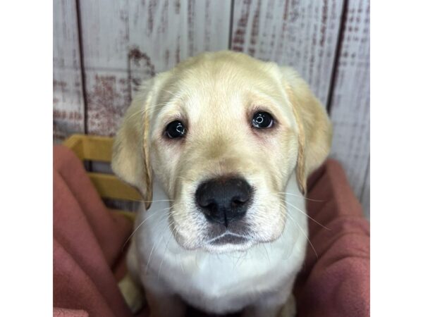 Labrador Retriever – 9868