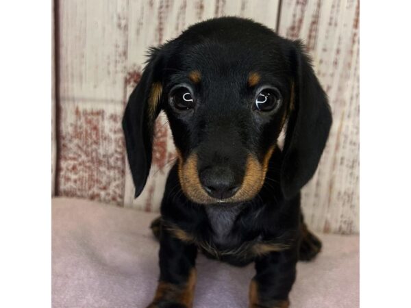 Dachshund – 9867