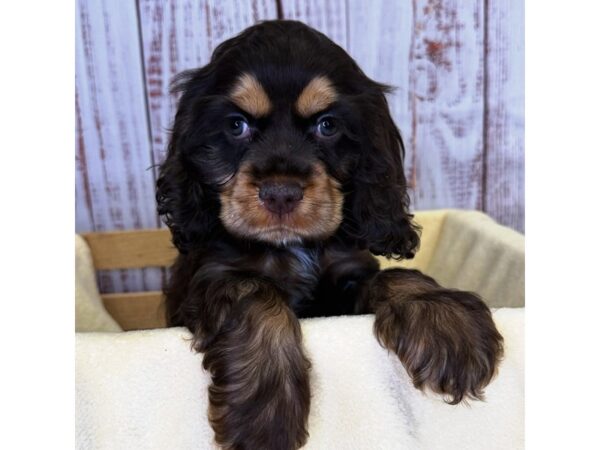 Cocker Spaniel – 9877