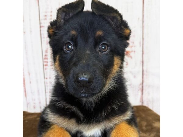 German Shepherd Dog – 9876