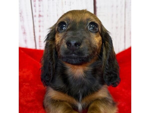 Dachshund – 9874