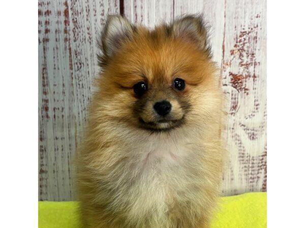 Pomeranian – 9880