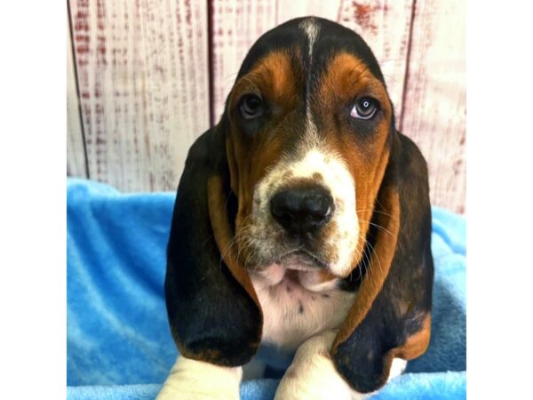 Basset Hound – 9887