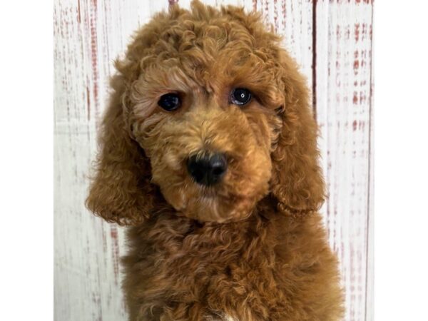 Poodle Standard – 9889