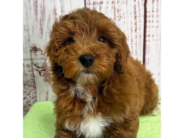 Goldendoodle Mini 2nd Gen – 9890