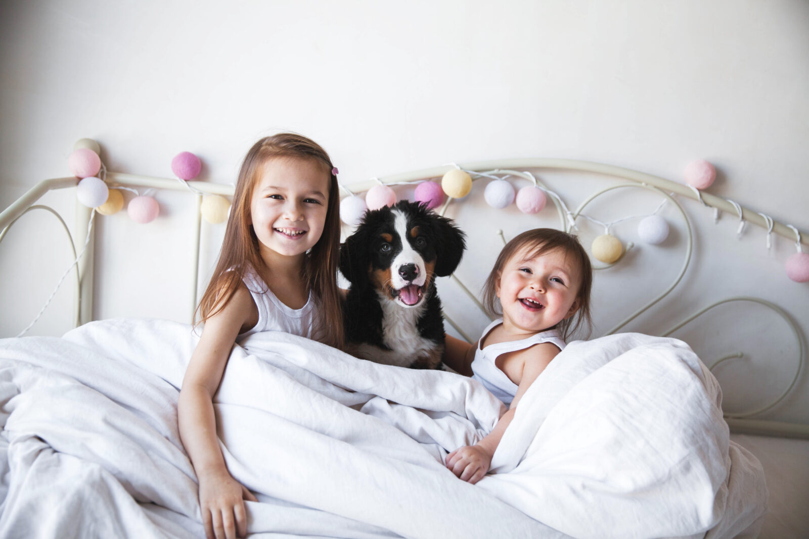 Healthy Puppies From Responsible Breeders banner