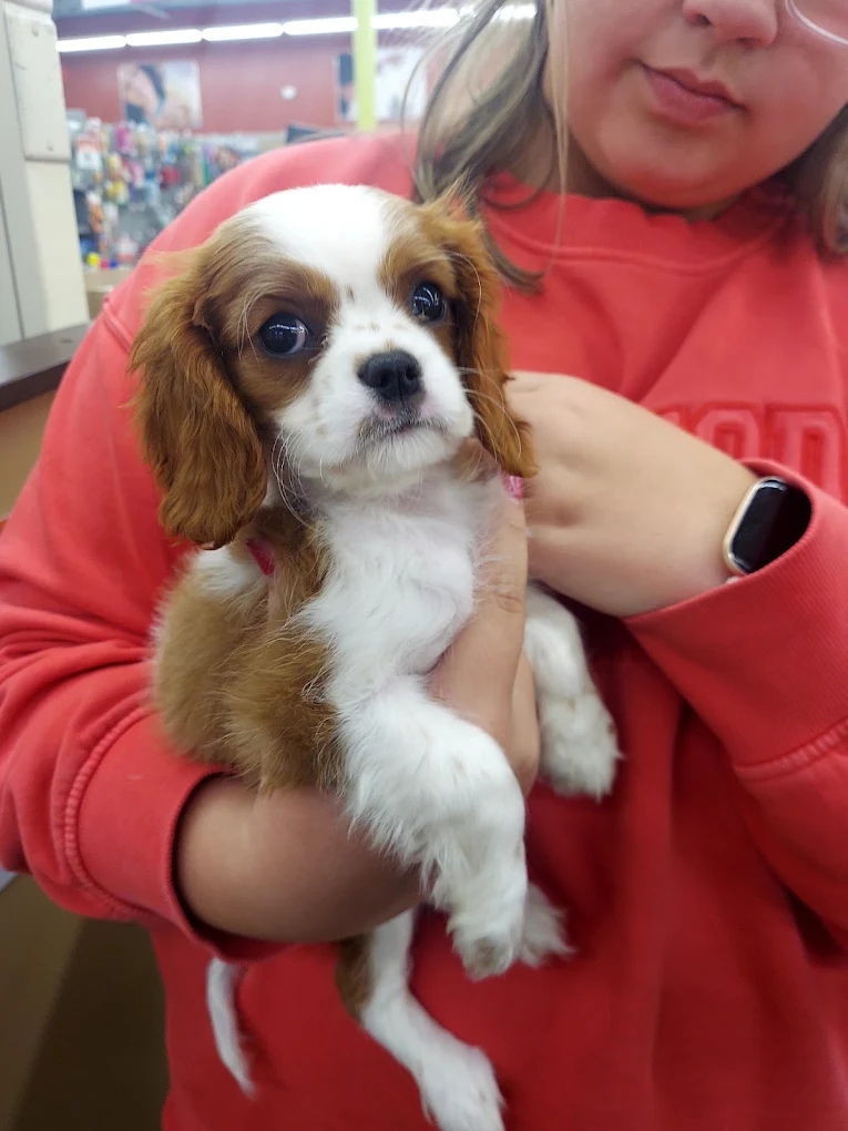 A brown and white puppy being held at Petland Ashland
